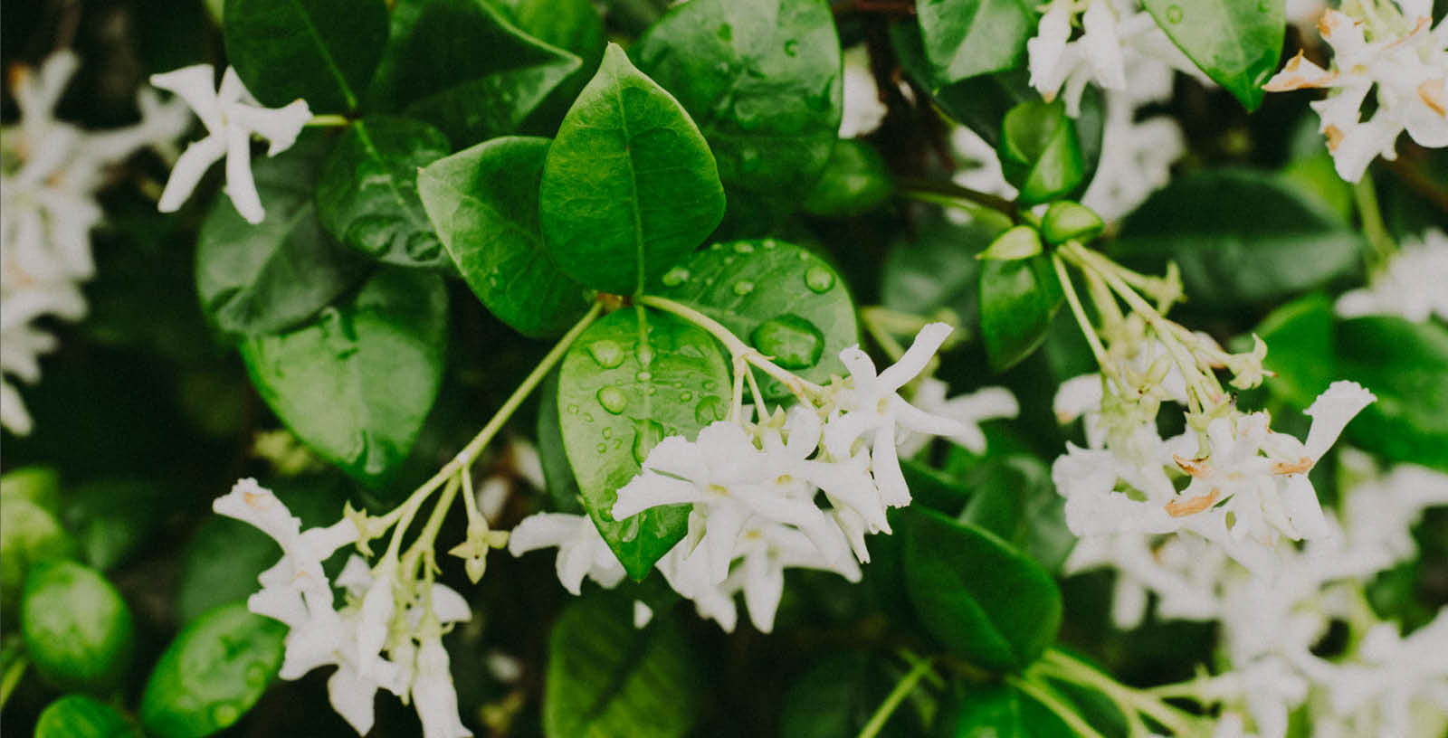 Jasmine Oil - The King of Essential Oils is Amazing for Skin, Mind and Body - Indagare Natural Beauty