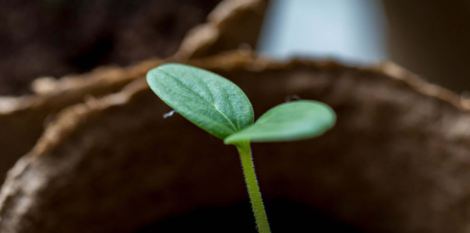 10 Things You Can Do To Celebrate Earth Day (and Everyday Beyond!)