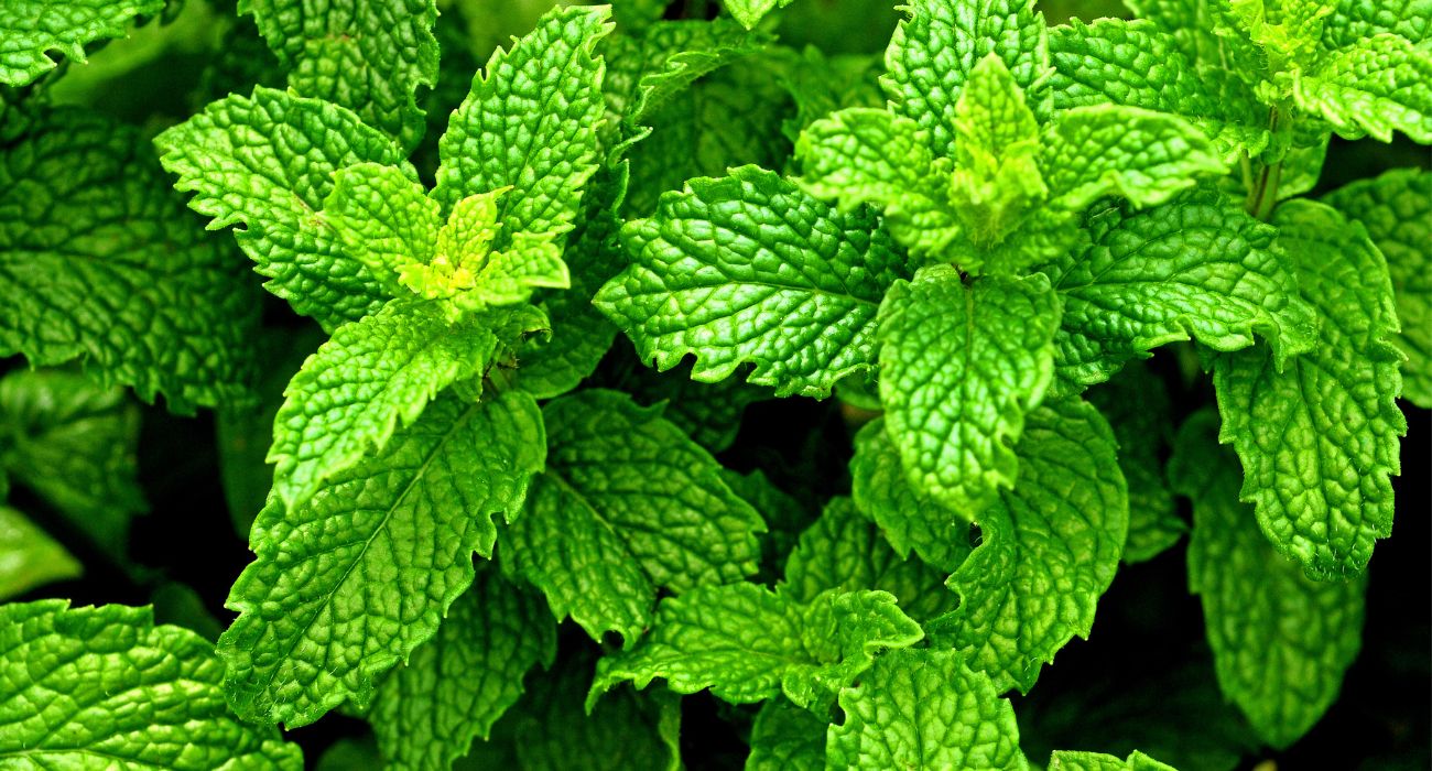The Benefits of Peppermint Oil for Hair Growth & Scalp Health