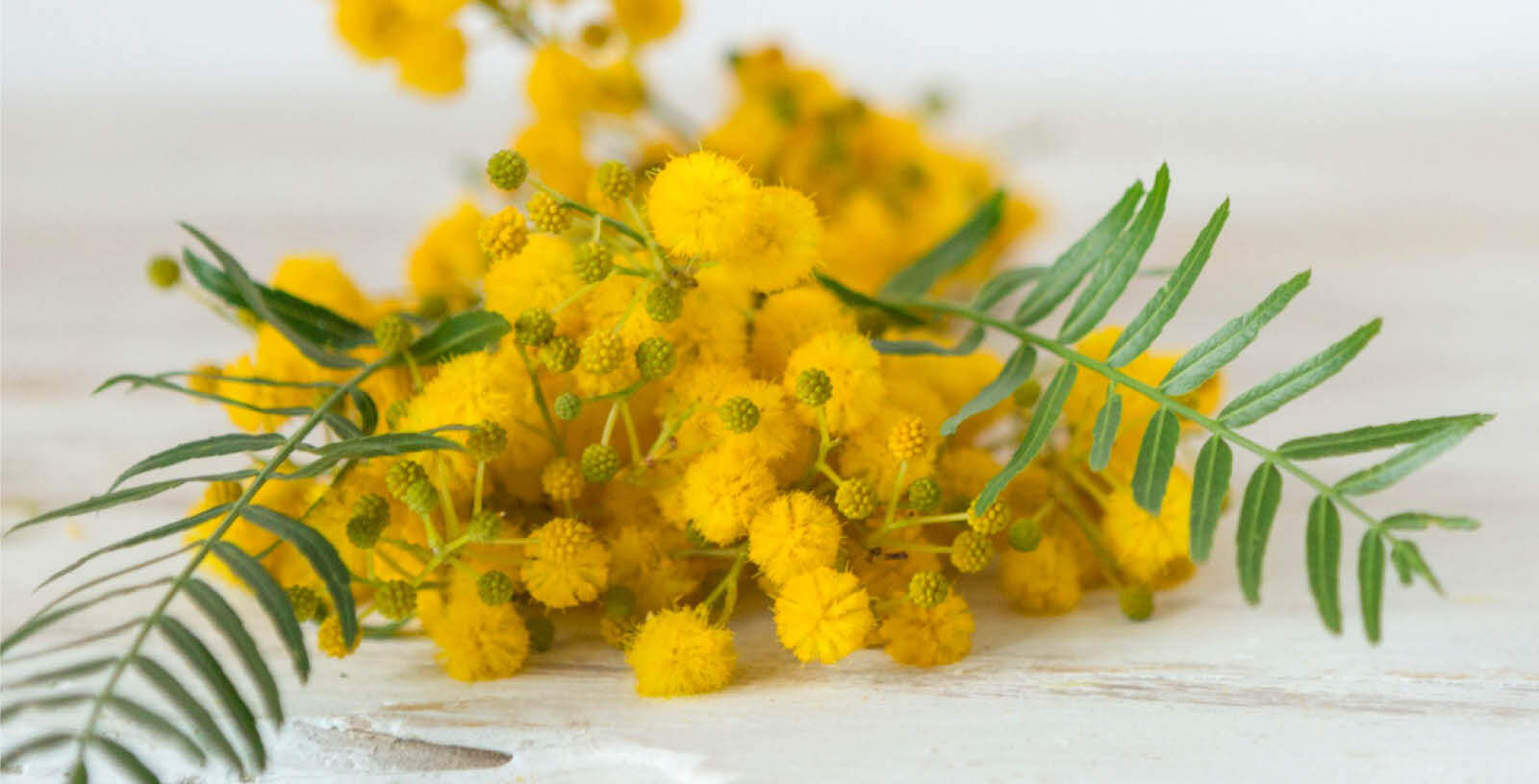 The Divine Immortelle Oil for Beautiful, Healthy Skin (plus how its healing powers go beyond just physical) - Indagare Natural Beauty