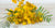 The Divine Immortelle Oil for Beautiful, Healthy Skin (plus how its healing powers go beyond just physical) - Indagare Natural Beauty