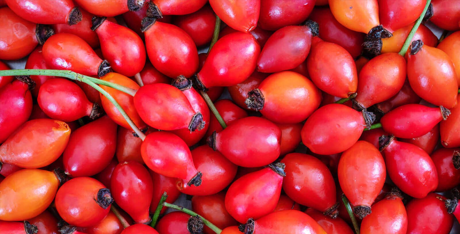Rosehip Oil Benefits for Your Skin - Indagare Natural Beauty