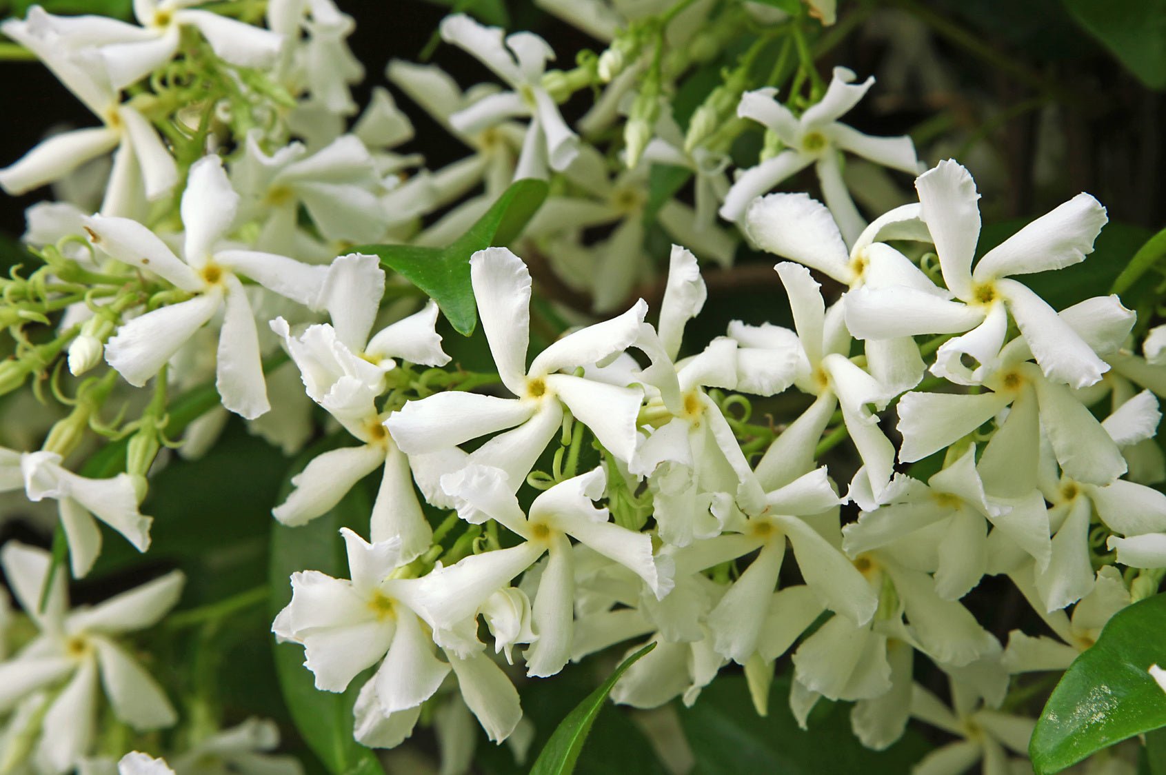 Jasmine Oil - The King of Essential Oils is Amazing for Skin, Mind and Body - Indagare Natural Beauty