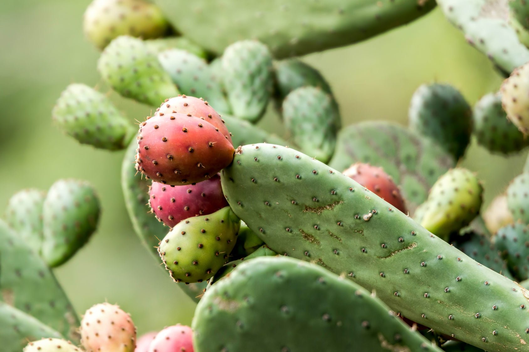 Prickly Pear Seed Oil Skin Benefits - Why Your Skin Will Love It! - Indagare Natural Beauty