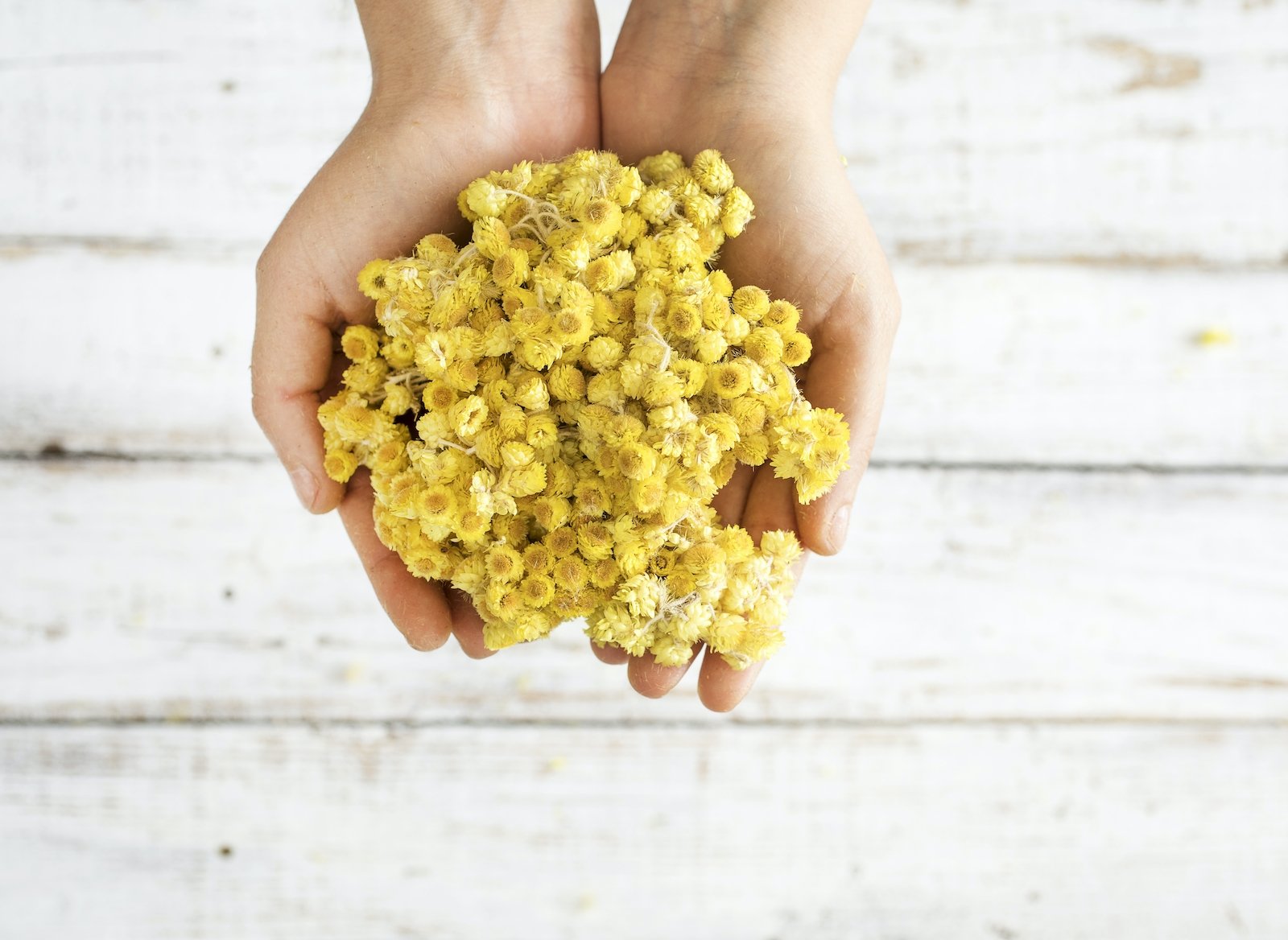 The Divine Immortelle Oil for Beautiful, Healthy Skin (plus how its healing powers go beyond just physical) - Indagare Natural Beauty