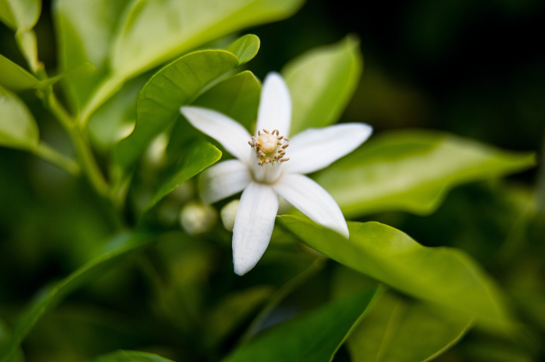 Why you need to have Neroli in your skincare (and life!) - Indagare Natural Beauty