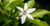Vitamin C serums too aggravating? This natural alternative suits sensitive skin